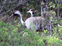 2016-05-19 08h28m14 - Kraanvogel - Aat Bender